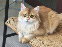 British longhair kedisi