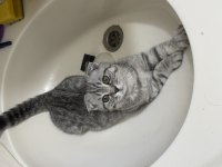 1 Yaşında Scottish Fold Kedimiz