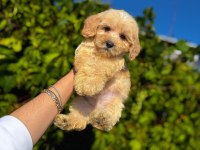 Maltipoo yavrular