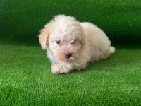Maltipoo bebekler