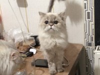 British Longhair dişi