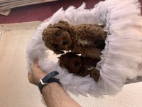Bayram şekeri toy poodle yavrularım