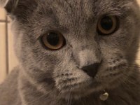 İki tane karnesi scottish fold var çok uysal