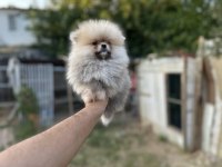 Sağlık ve ırk garantili pomeranian boo yavrularımız