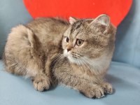 Yavru scottish fold