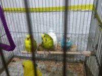 1 çift muhabbet kuşu 2 yavru çiftin değil
