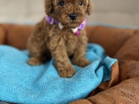 ANNE ALTINDAN TUVALET TERBİYELİ EN MİNİ BOY POODLE BEBEKLER