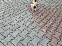 Evde doğan sağlıklı 2 aylık pekinez yavrular