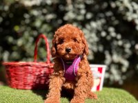 Safkan toy poodle yavrular
