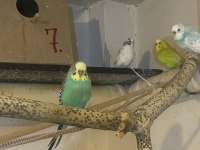 JUMBO KIRIĞI Yerli muhabbet kuşu Erkekler