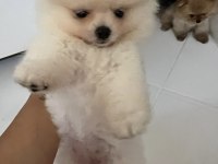 Pomeranian ayı yavrumuz