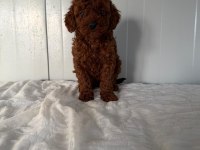 Dişi Dark Brown Toy Poodle Tatlış Mı Tatlış
