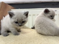 Ev ortamından blue point lynx dişi kediler