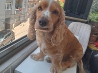 Cocker canımız için ona sahip çıkacak bir aile arıyoruz