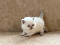 Eşsiz Güzellikte Point British Shorthair