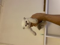 A kalite ev üretimi scottish fold bebekler