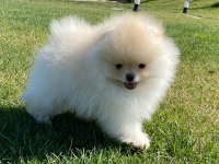 Pomeranian Boo Bebekleri 