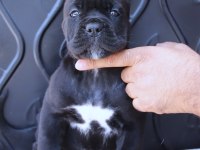 FCI-KIF SECERELİ SAFKAN CANE CORSO YAVRULAR