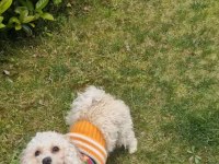 Erkek Kısır Bütün Komutları Yerine Getirir Uysal Poodle