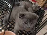 Evinize neşe katacak scottish fold