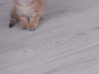 Safkan british shorthair secereli anne babadan full