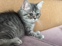 YUVA ARAYAN YAVRU KEDİLER