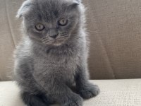 Scottish fold dişi ve erkek yavrular