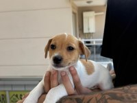 ORJİNAL JACK RUSSELL YAVRULAR 2 DİŞİ 2 ERKEK
