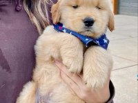 Golden Retriever Yavrular Canlı Görerek Alabilirsiniz
