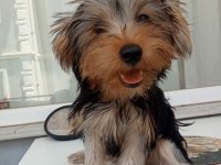 Çok akıllı yorkshire terrier çocuklarım