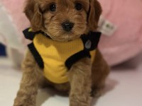 BEBEK SURAT OYUNCAK GİBİ MALTIPOO BEBEKLER