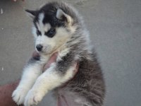 HUSKY SİBİRYA YAVRULARI