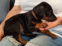 DOBERMAN YAVRULARIMIZ