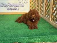Poodle Yavrusu