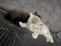 56 günlük british shorthair çok uysal
