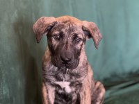 Köpeğimiz Raskal 2,5 aylık aile arıyor
