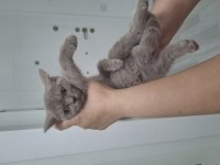 2 Aylık British Shorthair