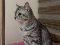 Kedimiz Zeus yeni yuvasını arıyor