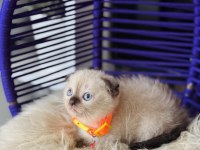 Scottish Fold Chocolate Point