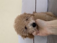 Güzel Toy Poodle kızımız yeni yuvasını arıyor