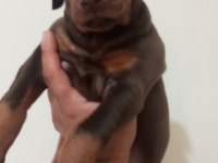 KALİTELİ KİNG DOBERMAN YAVRULAR