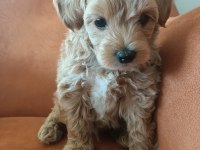 Çok tatlı maltipoo erkek yavrumuz