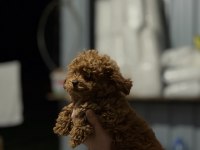 KORE POODLE YAVRULARI YENİ YUVASINA HAZIR