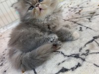 Güzel iran kedisi bebeğim