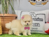 Antalya ayı surat pomeranian boo yavruları