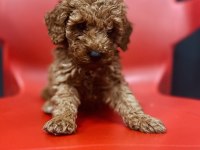 Ömürlük Yuva Arayan Kıvırcık Toy Poodle Kardeşler