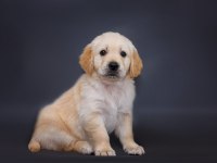 Golden Retriever Yavrular Canlı Görerek Alabilirsiniz