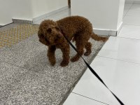 14 aylık sevimli bir deli oğlan poodle