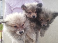 Pomeranian spitz