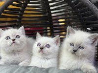 British shorthair güzellikleri